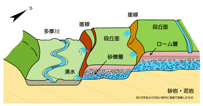 多摩川左岸の段丘面と断面図のイメージ