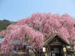 人里（へんぼり）バス停のシダレザクラ