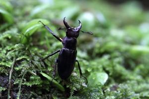ミクラミヤマクワガタ