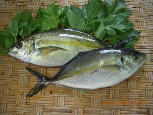 新島村の魚、タカベ