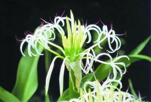 新島村の花、ハマユウ