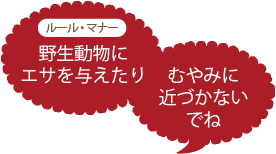 ルール・マナー　野生動物にエサを与えたりむやみに近づかないでね