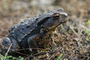 アズマヒキガエル