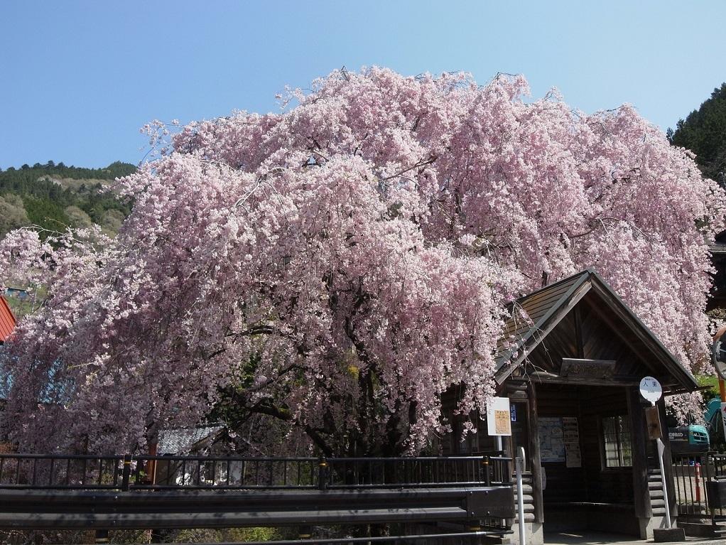 image of Hinohara Village: The Cherry Tree of Henbori
