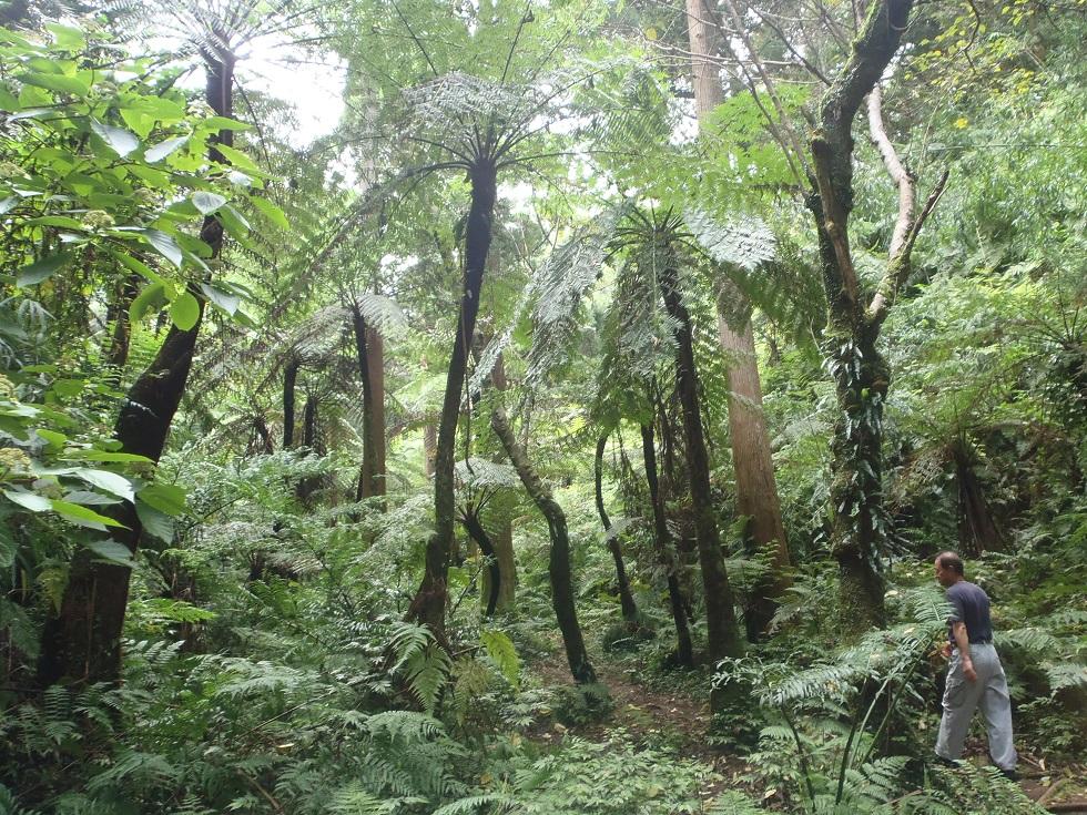 image of Hachijojima: Hego Forest