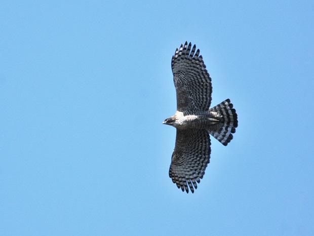 Mountain hawk-eagle