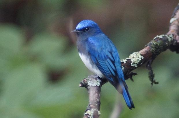 Blue-and-white flycatcher