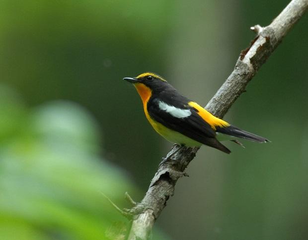 Narcissus flycatcher