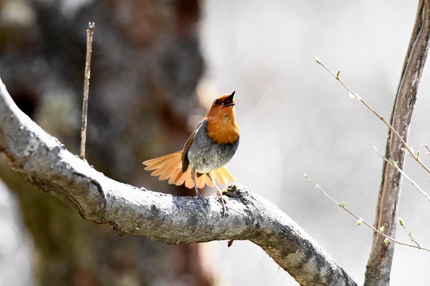 Japanese robin