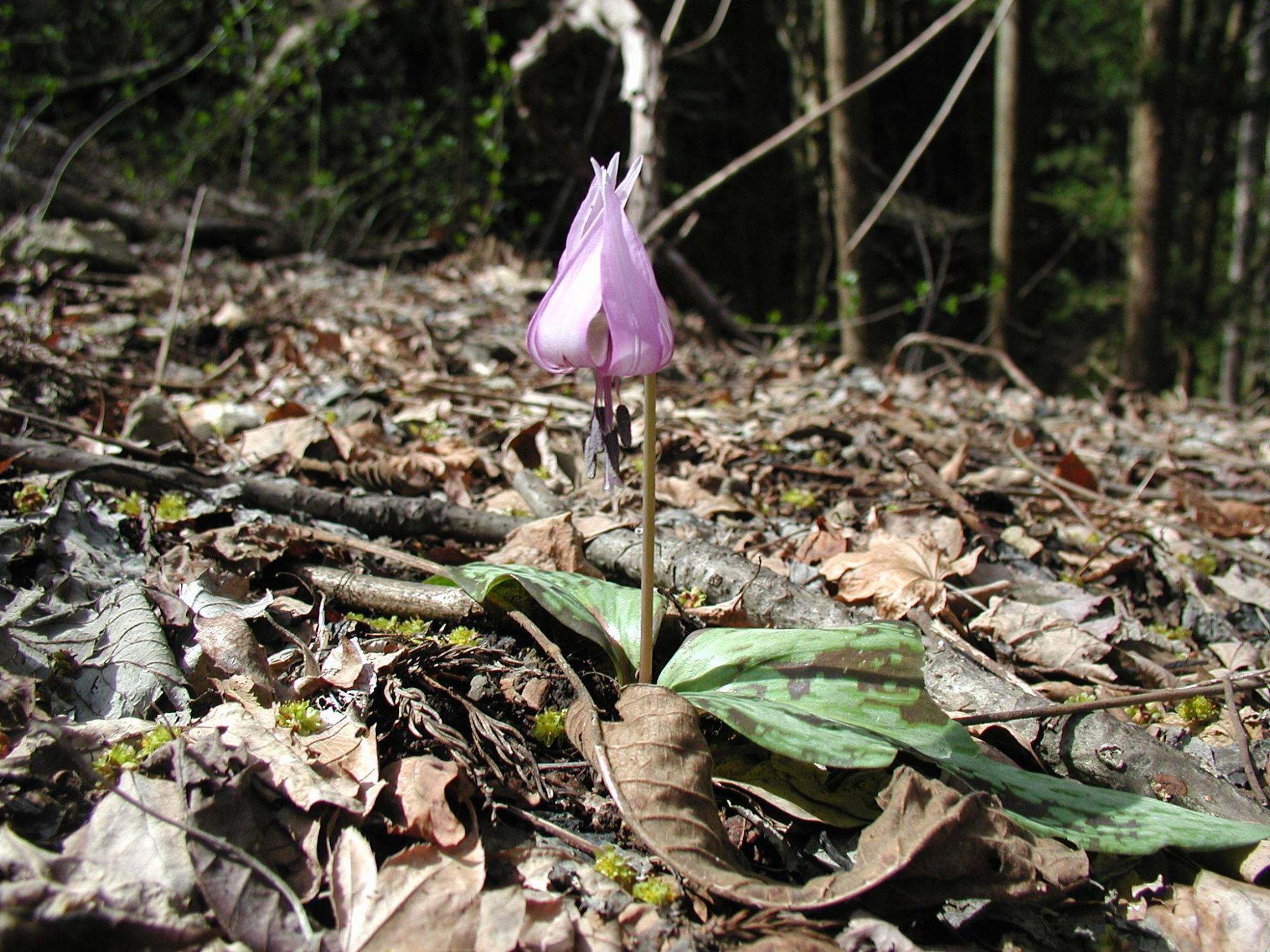 Dogtooth violet