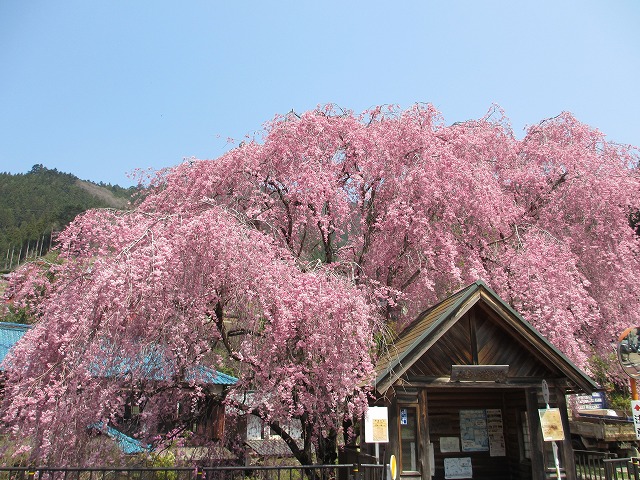 The weeping cherry tree at the Henbori bus stop