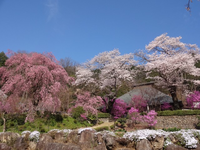 Cherry trees along Akigawa Gorge