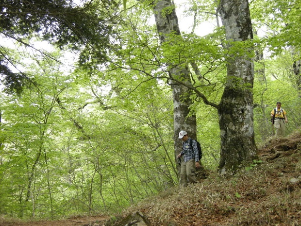 Beech forests on Mt. Mito