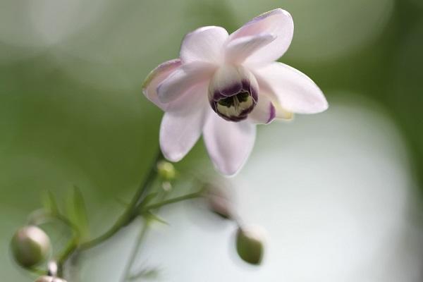 False anemones (Anemonopsis macrophylla)