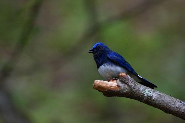 Blue-and-White Flycatcher