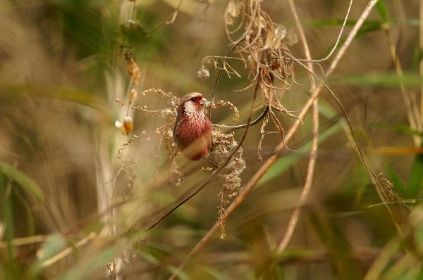 Long-Tailed Rosefinch