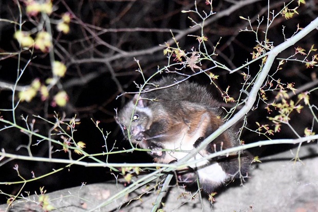 Japanese Giant Flying Squirrel