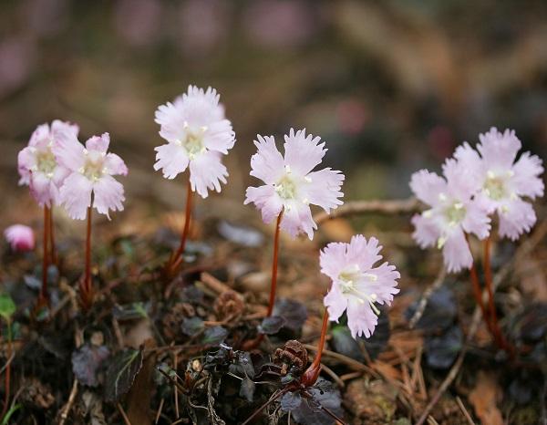 Shortia