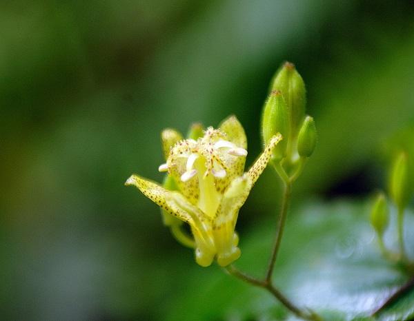 Toad lily (Tricyrtis latifolia)