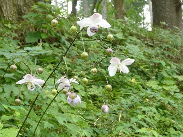 False anemones (Anemonopsis macrophylla)