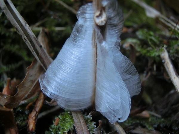 Frost flower
