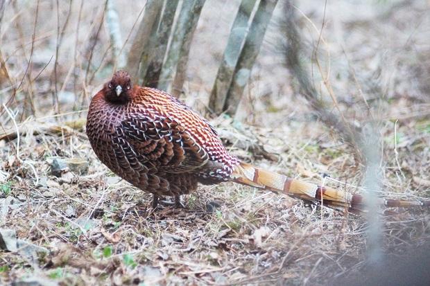Copper pheasant