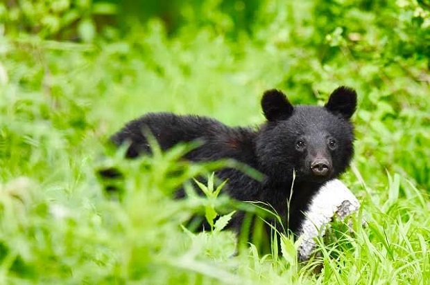 Asiatic black bear