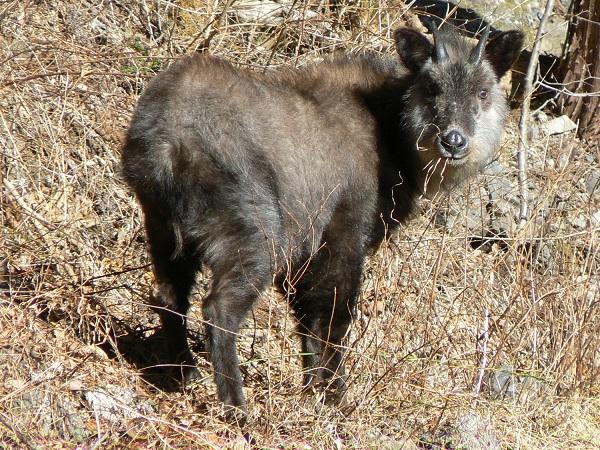 Japanese serow