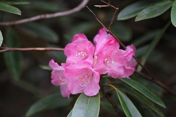Azuma rhododendrons