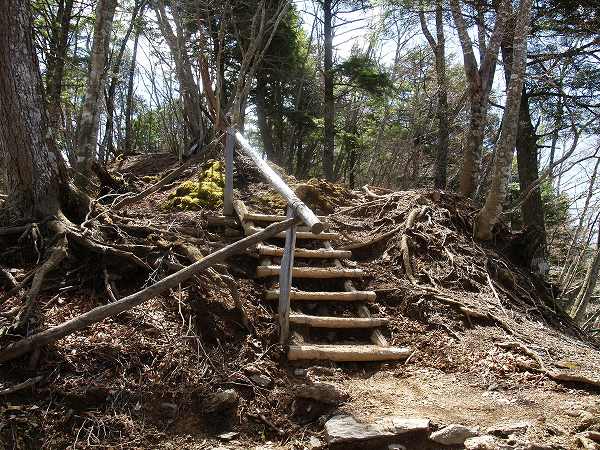 A virgin forest of Veitch’s fir and Japanese hemlock