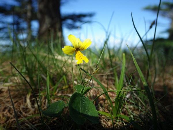 Viola biflora