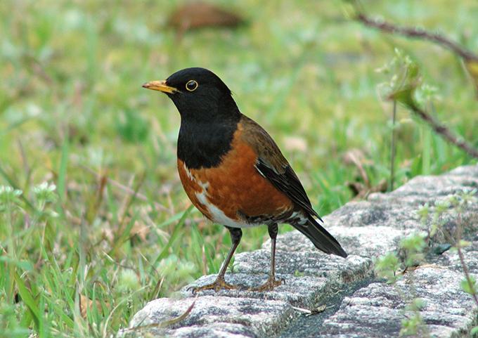 Izu Thrush
