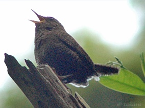 Winter Wren