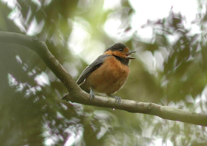 Owston's Tit