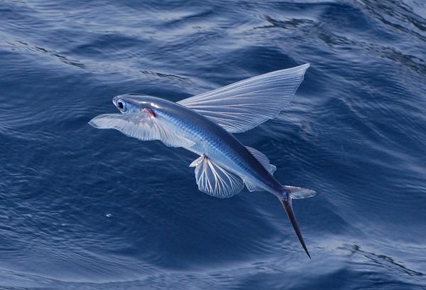 Japanese Flying Fish