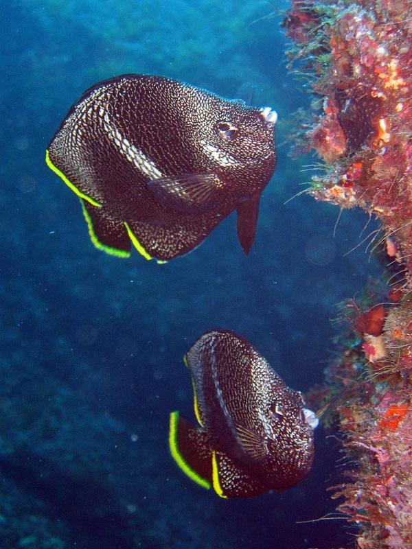 Wrought-Iron Butterflyfish