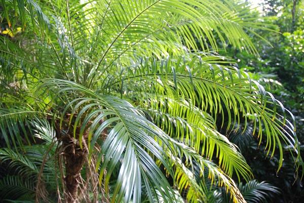 Pygmy Date Palm