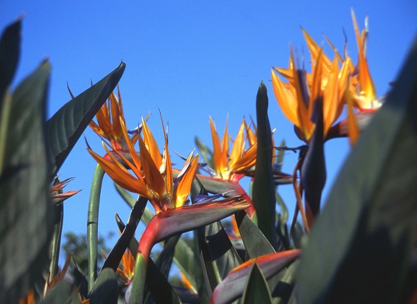 Bird of Paradise