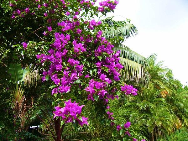 Bougainvillea