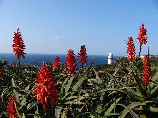 Hachijojima Island