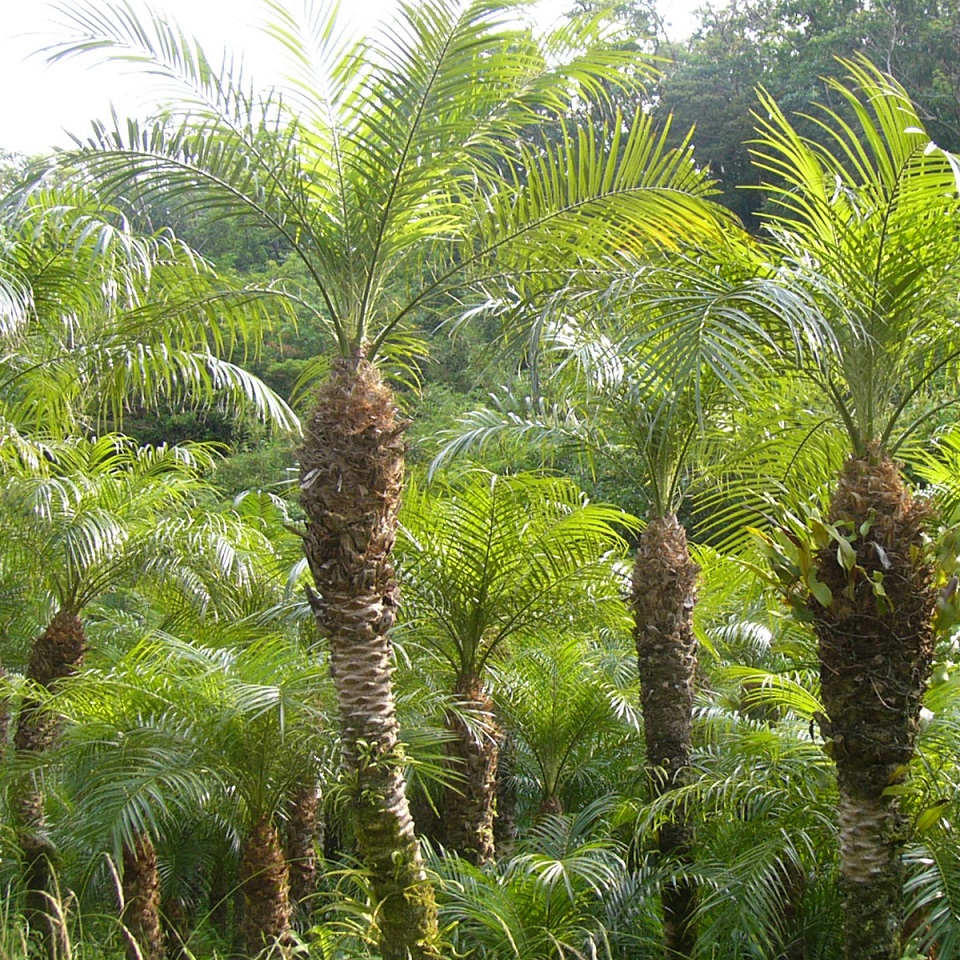 Ornamental Plants