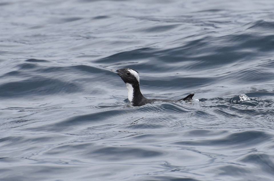 Japanese Murrelet