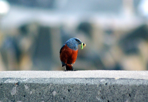 Blue Rock Thrush