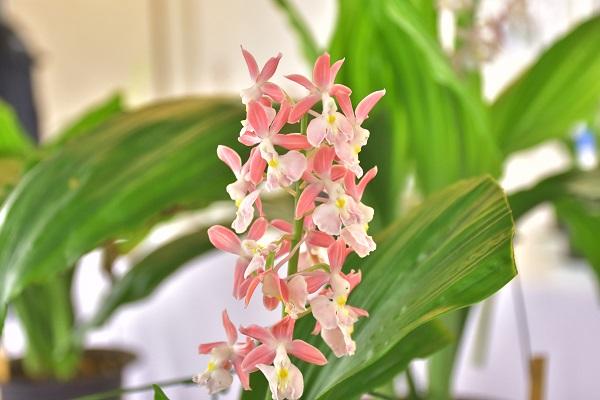 Kozu Calanthe