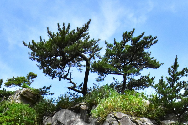 Black Pine