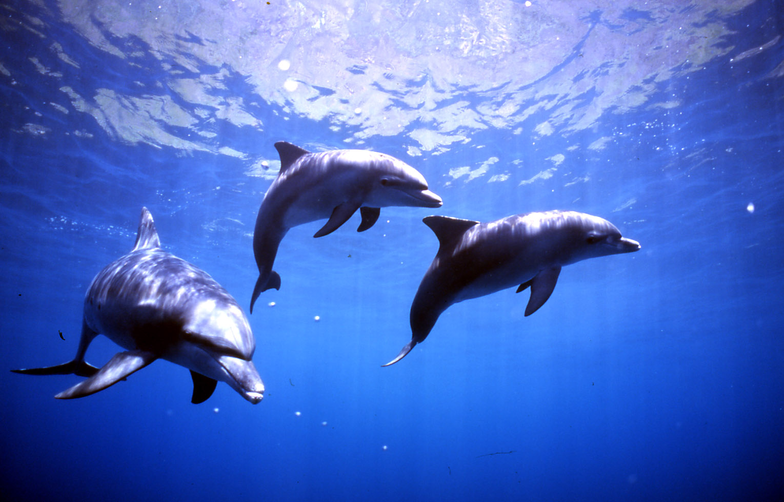 Wildlife of Mikurajima Island branding