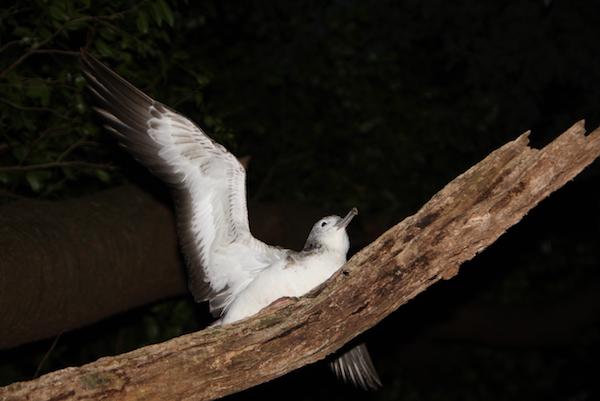 The Streaked Shearwater