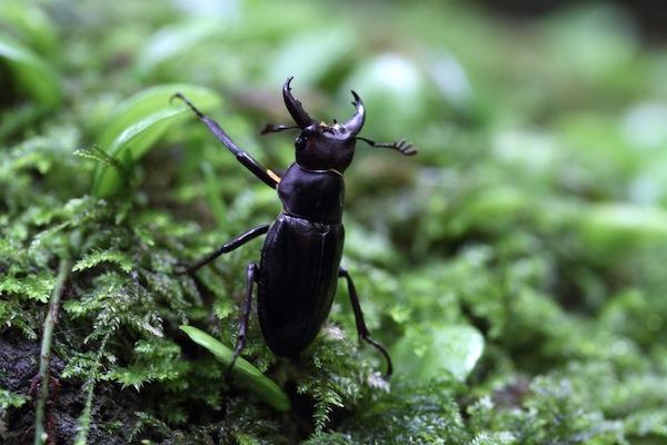 Beetle