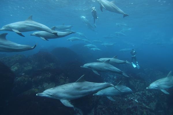 Dolphins