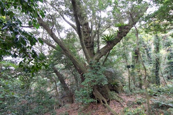 Castanopsis sieboldii